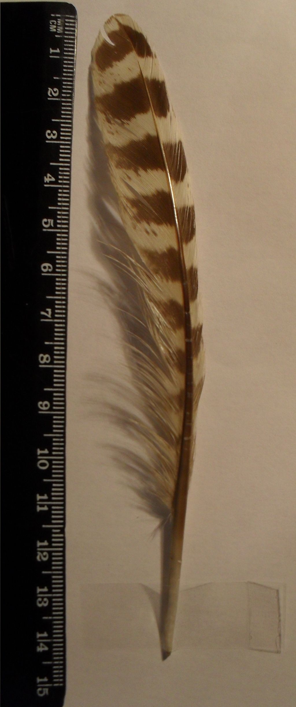 questa penna di che cosa � ?